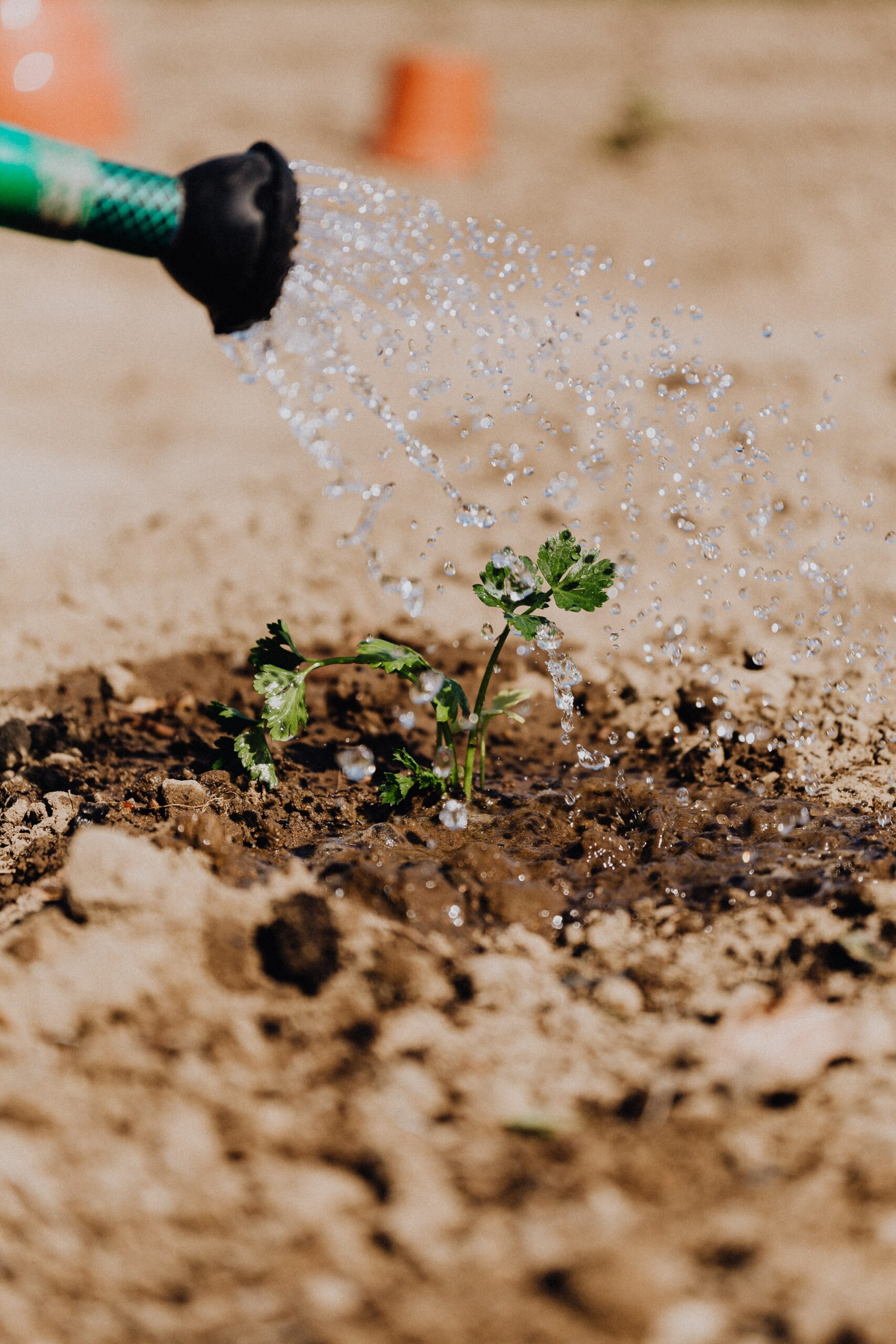 Utilização de água proveniente de furos de água. Agricultura