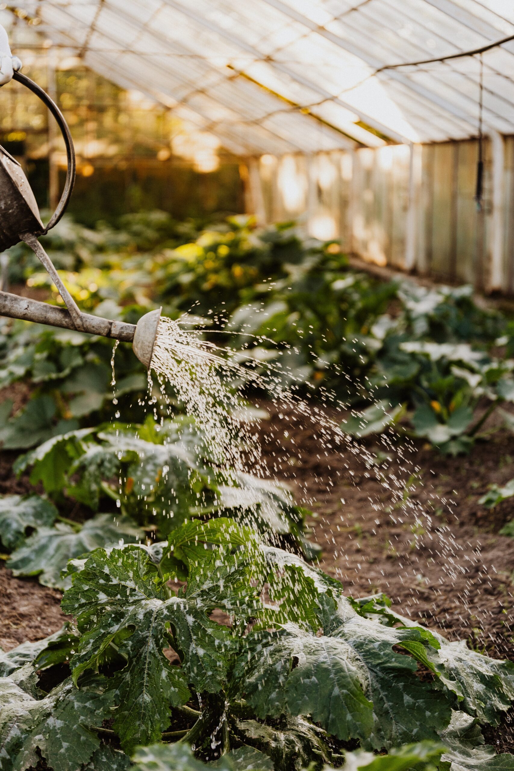 Utilização de água proveniente de furos de água. Regar jardim